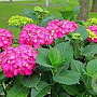 Hydrangea m. 'Glowing Embers' GM 2,0L