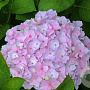 Hydrangea m. 'Hopaline' GM 2,0L