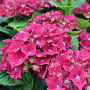 Hydrangea macrophylla Hot Red Violet GM 2,0L