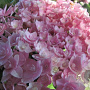 Hydrangea m. 'Jomari' GM 2,0L