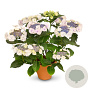 Hydrangea macrophylla 'Koria' GM 2,0L