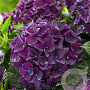 Hydrangea m. M. C. D. Purple Dance GM 2,0L