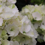 Hydrangea m. 'Neuf' GM 2,0L