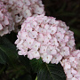 Hydrangea m. 'Sabrina' GM 2,0L
