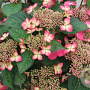 Hydrangea m. 'Selina' GM 2,0L