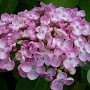 Hydrangea m. 'Selma' GM 2,0L