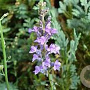 Linaria purpurea GM P9 BIO