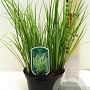 Acorus gramineus 'Ogon' 15-20 cm 2,0L