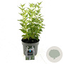 Agastache 'Blue Fortune' GM 2,0L