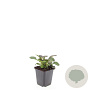 Ajuga reptans 'Catlin's Giant' GM P9