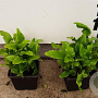 Asplenium scolopendrium plantgoed P9