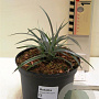 Astelia nervosa 'Westland' 10-15 cm 2,0L