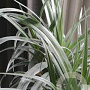 Astelia 'Silver Shadow' 20-30 cm 2,0L