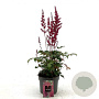 Astilbe (A) 'Fanal' GM 2,0L