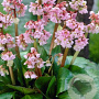Bergenia 'Baby Doll' GM 2,0L