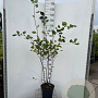 Amelanchier lamarckii 125-150 cm 7,5L