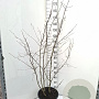 Amelanchier lamarckii 150-175 cm 20L