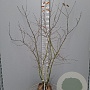Amelanchier lamarckii 150-175 cm met kluit
