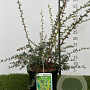 Berberis stenophylla 30-40 cm 3,0L