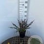 Berberis thunb. 'Dart's Red Lady' 30-40 cm 2,5L