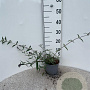 Buddleja d. 'Nanho Blue' 30-40 cm 2,0L