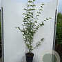 Cornus mas 150-175 cm 7,5L