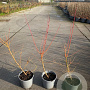 Cornus sang. 'Midwinter Fire' 30-40 cm 2,0L