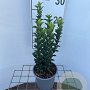 Euonymus jap. 'Green Spire' 25-30 cm C1.3