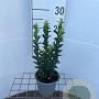 Euonymus jap. 'Jean Hugues' 25-30 cm C1.3