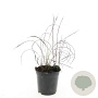Imperata 