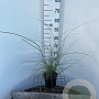 Miscanthus sin. 'Gracillimus' 30-40 cm 2,5L