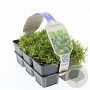 Leptinella squalida GM sixpack