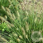 Pennisetum al. 'Little Bunny' GM P9