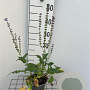Salvia nem. 'Mainacht' GM C1.3