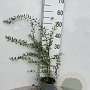 Spiraea cinerea 'Grefsheim' 40-50 cm C1.3
