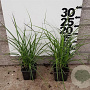 Luzula nivea plantgoed P9