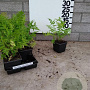 Matteuccia struthiopteris plantgoed P9