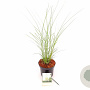 Miscanthus sin. 'Gracillimus' 30-40 cm 3,0L