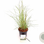 Miscanthus sin. 'Kleine Silbersp.' 30-40 cm 3,0L