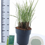 Miscanthus sin. 'Morning Light' 60-100 cm 12L