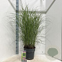 Miscanthus sin. Red Cloud A kwaliteit 12L