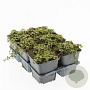 Mitchella repens GM P9