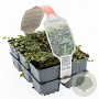Mitchella repens GM sixpack