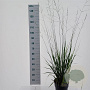 Molinia arund. 'Skyracer' A kwaliteit 12L