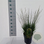 Molinia caerulea 'Moorflamme' A kwaliteit 12L