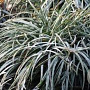 Ophiopogon chingii GM P9