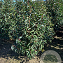 Prunus l. 'Angustifolia' 80-100 cm met kluit