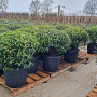 Prunus l. 'Angustifolia' 90-100 cm cont. 65L lage bol najaarspotting
