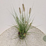 Pennisetum al. 'Hameln' 40-50 cm 2,5L