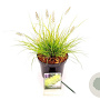Pennisetum al. Lumen Gold 20-30 cm 3,0L